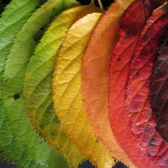 stages-of-aging-sq-Life in Motion stages of aging